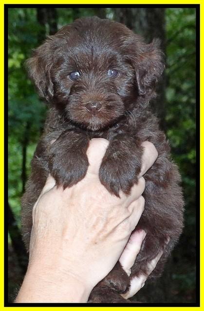 Sandi TExas pups 5 wks old161