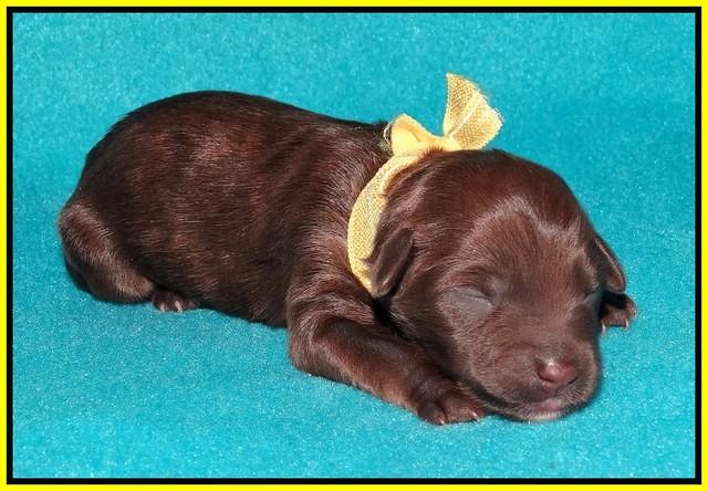 Sandi Texas newborn pups 1 day old 150