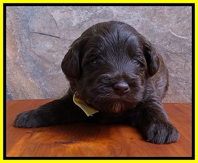 Sandi Texas pups 3 wks old 221