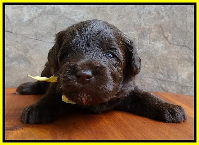 Sandi Texas pups 3 wks old 231