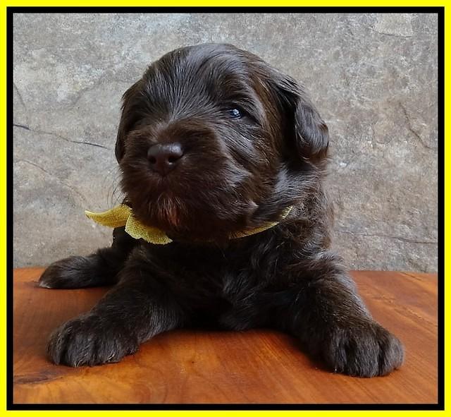 Sandi Texas pups 3 wks old 241