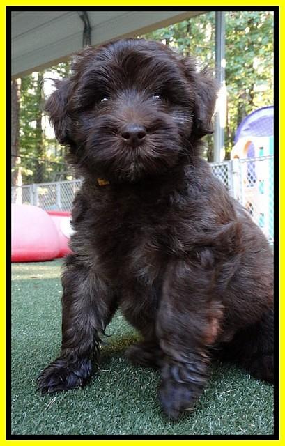 Sandi Texas pups 6 wks old 261