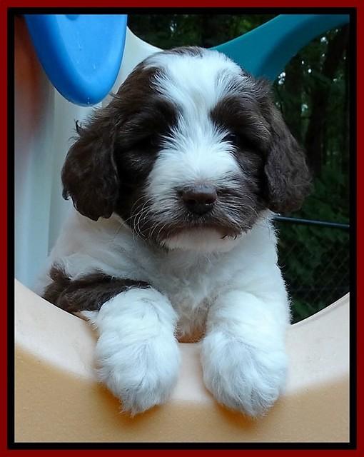 Sandi TExas pups 5 wks old201