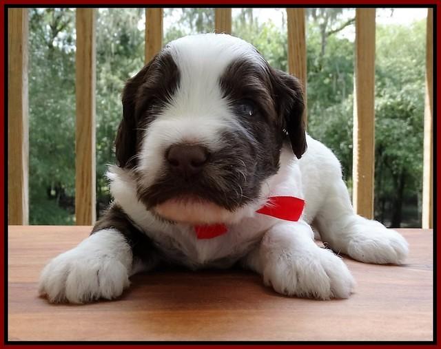 Sandi Texas pups 3 wks old 281