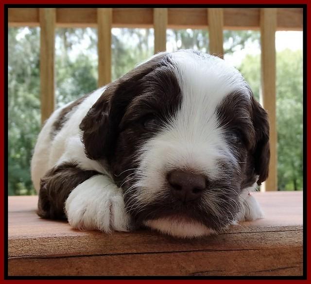 Sandi Texas pups 3 wks old 291