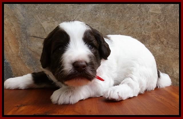 Sandi Texas pups 3 wks old 301
