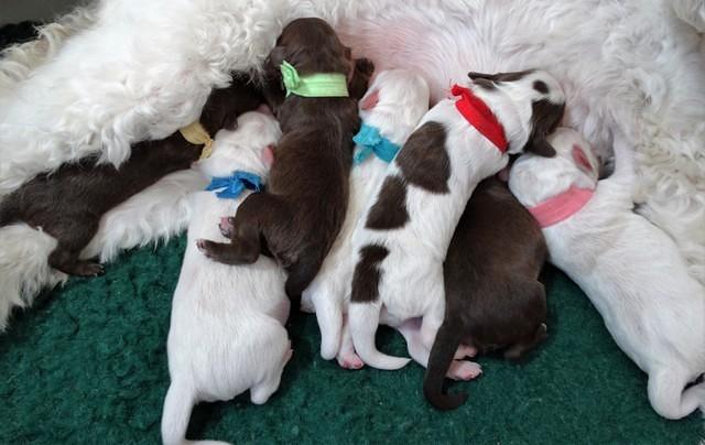 Sandi Texas pups newborn 1 day old2200