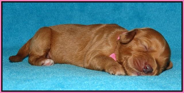 Sky Flicker pups 1 wk old11