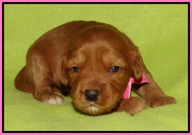 Sky Flicker pups 2 wks old 21