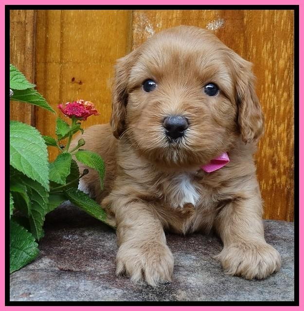 Sky Flicker pups 4 wks old 21