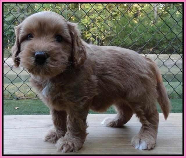 Sky Flicker pups 5 wks old11