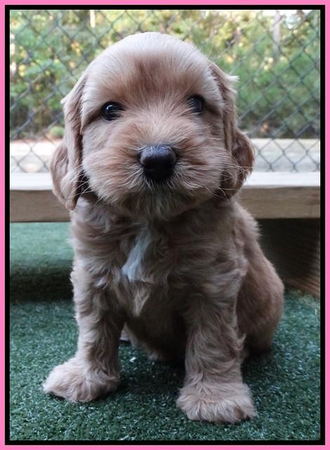 Sky Flicker pups 5 wks old21