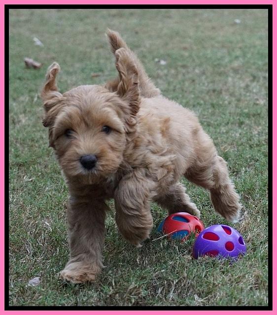 Sky Flicker pups 7 wks old 21