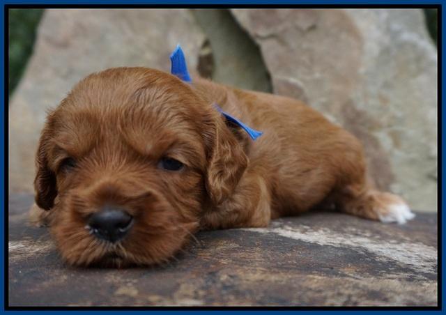 Sky Flicker pups 3 wks old101