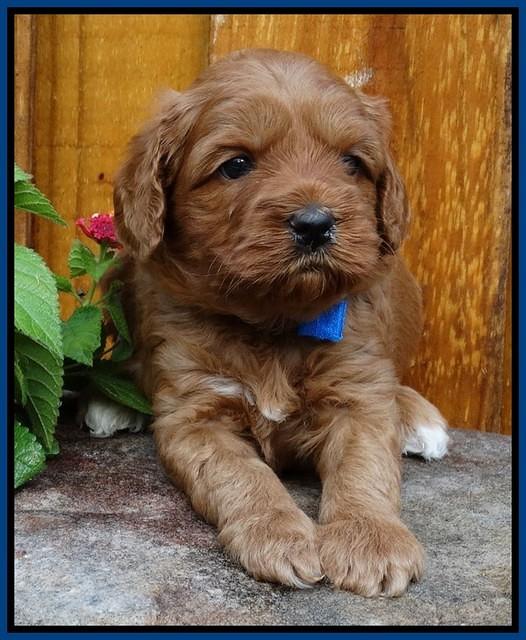 Sky Flicker pups 4 wks old 111