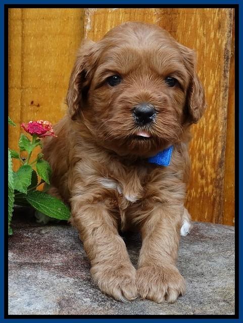 Sky Flicker pups 4 wks old 121