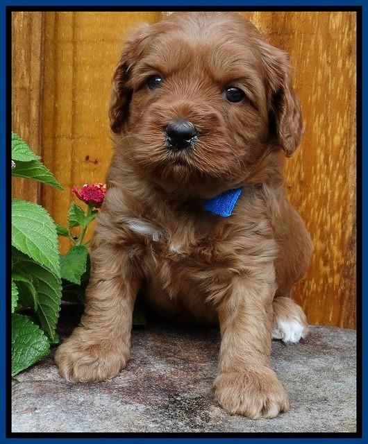 Sky Flicker pups 4 wks old 131