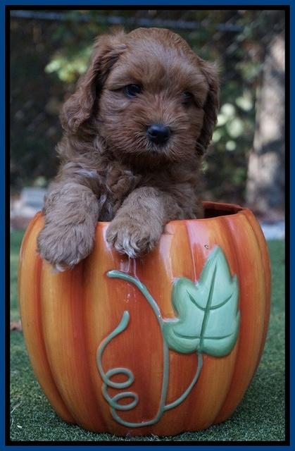 Sky Flicker pups 6 wks old 121