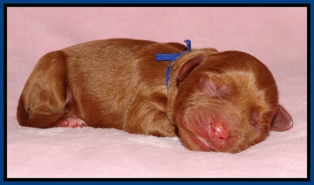 Sky Flicker pups newborn81