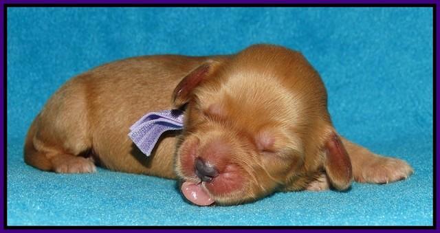 Sky Flicker pups 1 wk old41