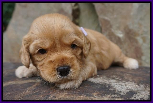 Sky Flicker pups 3 wks old61