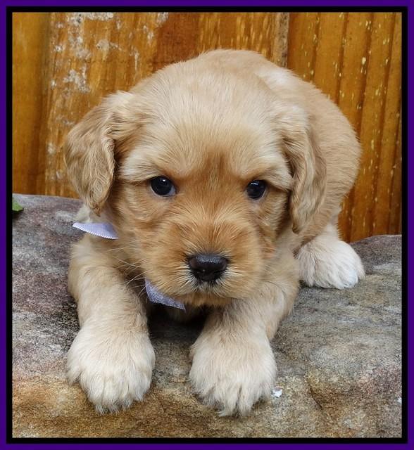 Sky Flicker pups 4 wks old 31