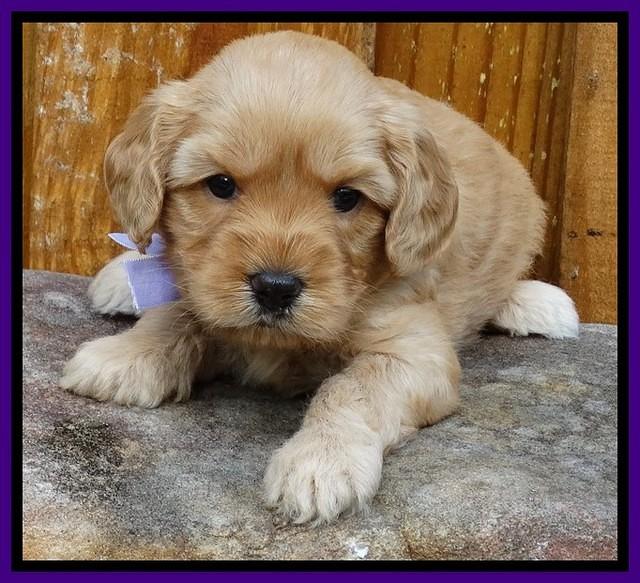 Sky Flicker pups 4 wks old 61
