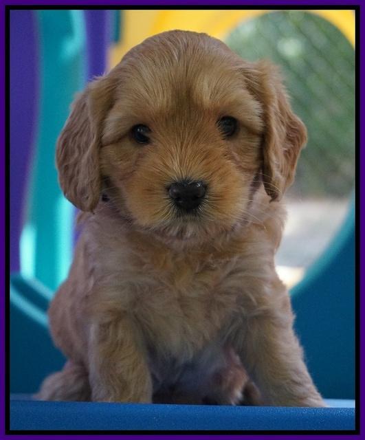 Sky Flicker pups 5 wks old51