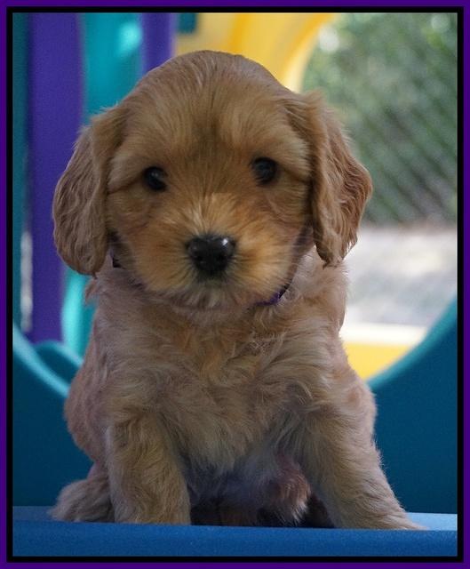 Sky Flicker pups 5 wks old71