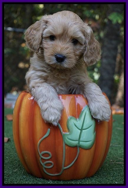 Sky Flicker pups 6 wks old 51