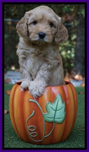 Sky Flicker pups 6 wks old 61