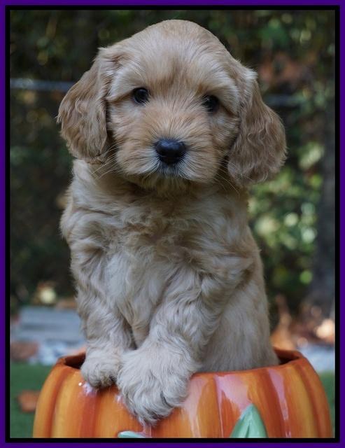 Sky Flicker pups 6 wks old 71