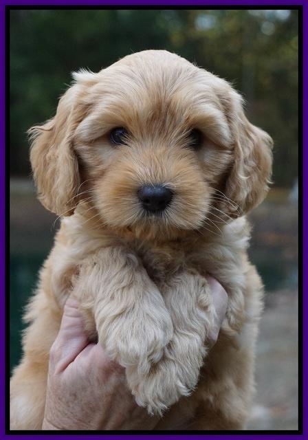 Sky Flicker pups 7 wks old 51