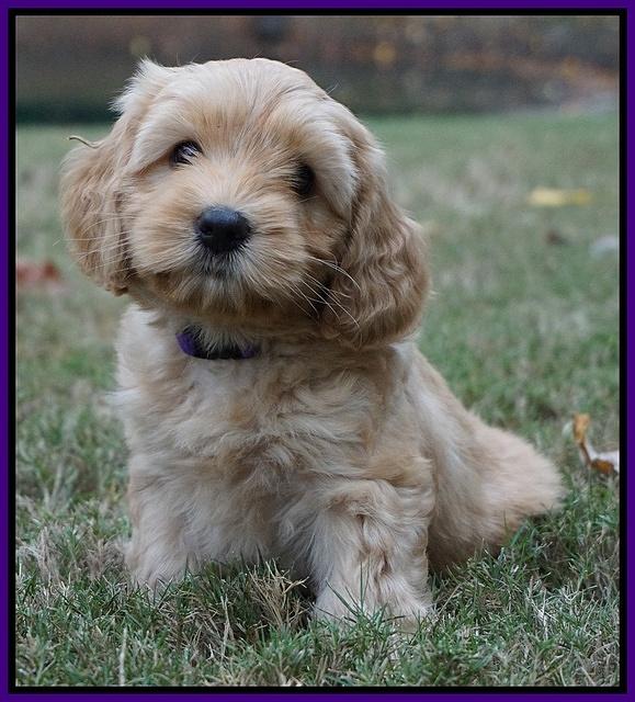 Sky Flicker pups 7 wks old 81
