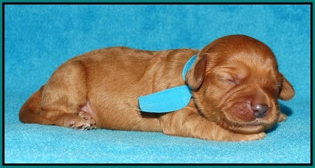 Sky Flicker pups 1 wk old81
