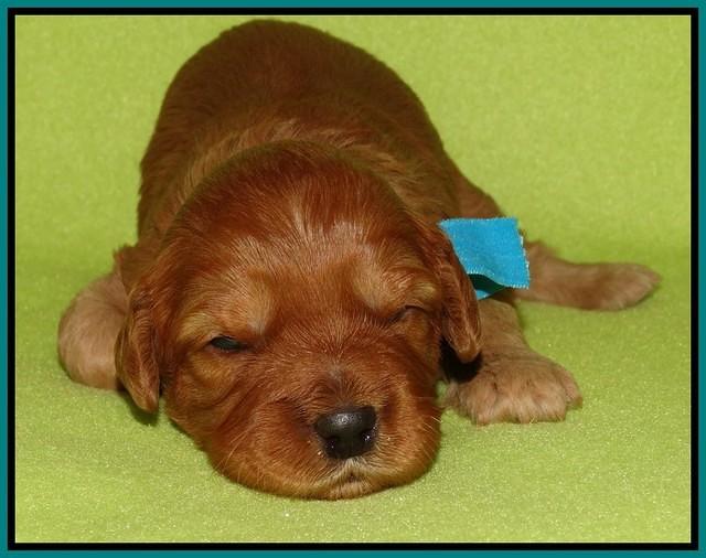 Sky Flicker pups 2 wks old 91