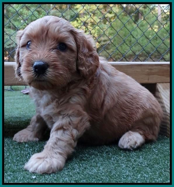 Sky Flicker pups 5 wks old101