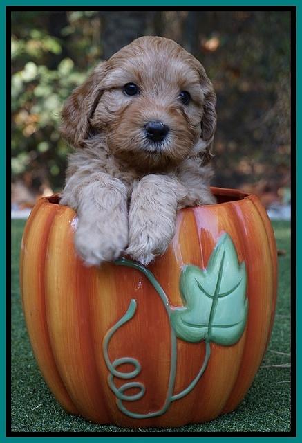 Sky Flicker pups 6 wks old 81