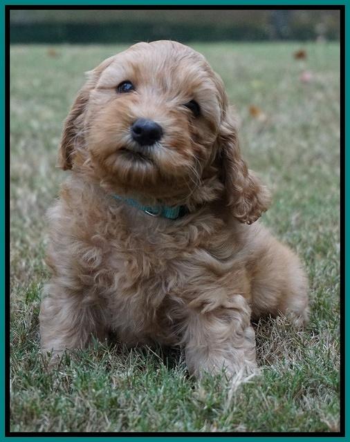Sky Flicker pups 7 wks old 121