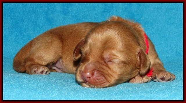 Sky Flicker pups 1 wk old121