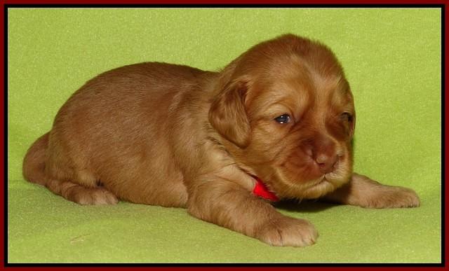 Sky Flicker pups 2 wks old 141