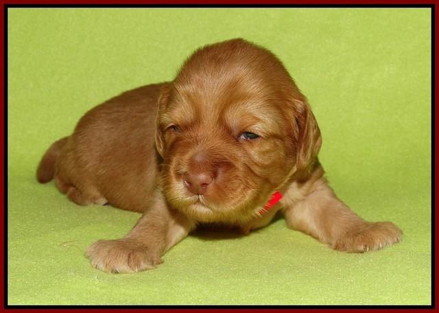 Sky Flicker pups 2 wks old 151