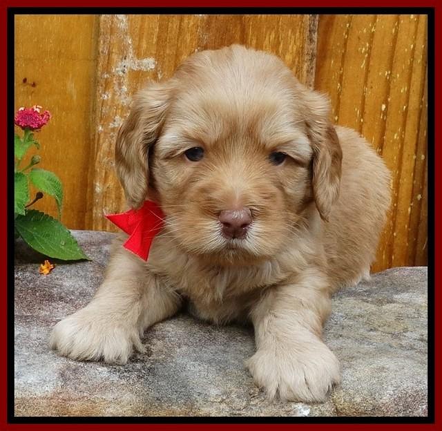 Sky Flicker pups 4 wks old 151