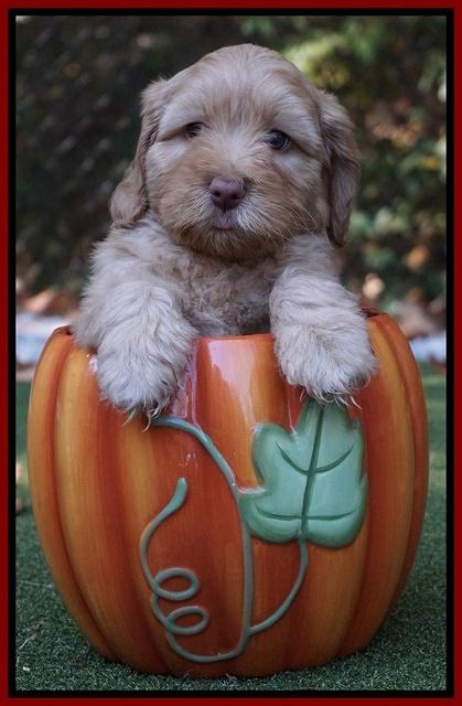 Sky Flicker pups 6 wks old 141