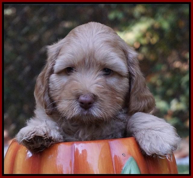 Sky Flicker pups 6 wks old 151