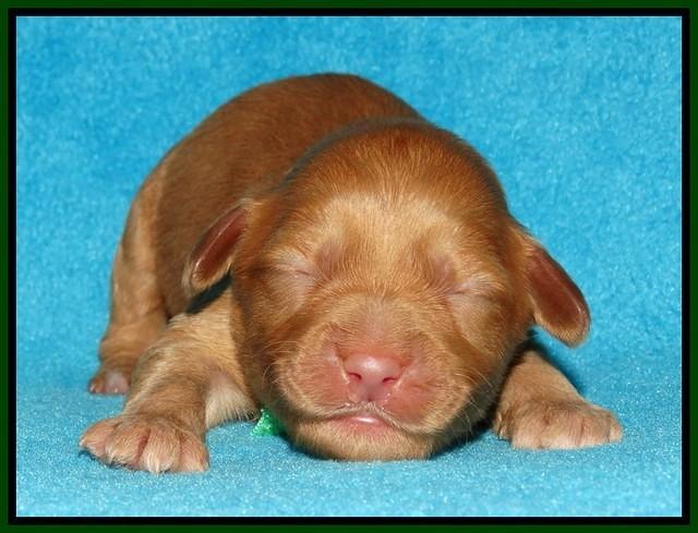 Sky Flicker pups 1 wk old141