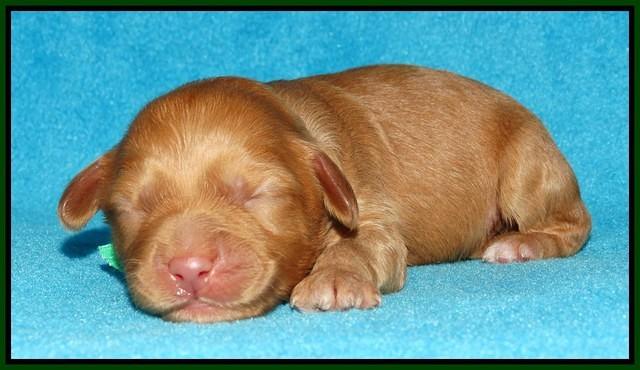 Sky Flicker pups 1 wk old161