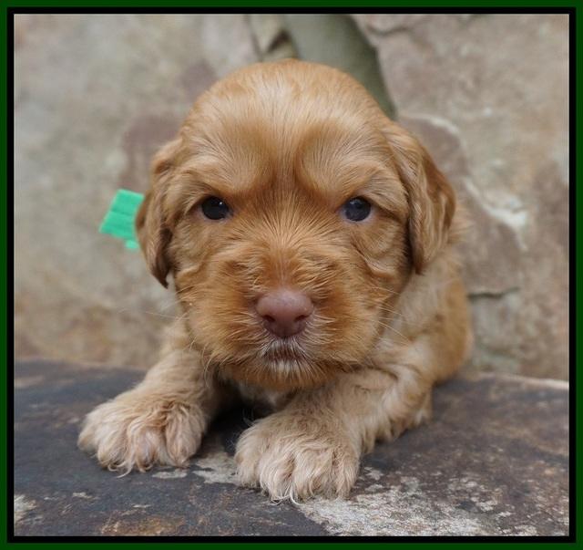 Sky Flicker pups 3 wks old161