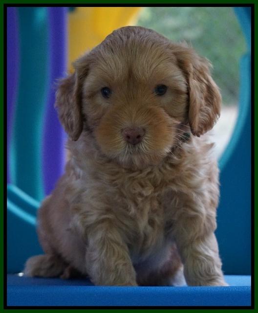 Sky Flicker pups 5 wks old221
