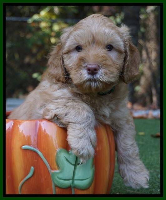 Sky Flicker pups 6 wks old 171